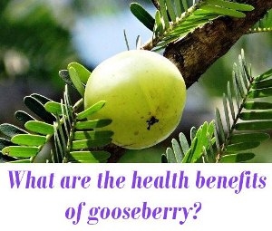 health benefits of gooseberry
