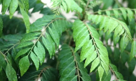 Curry Leaves – A Single Leaf and Thousands of Health Benefits