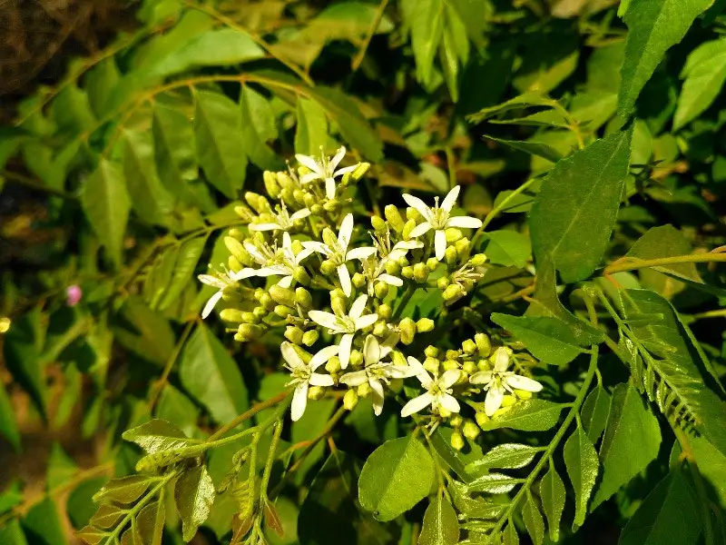 curry leaves hair health