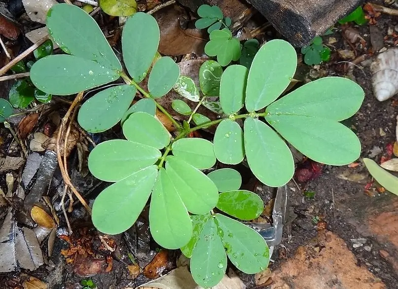 Cassia Tora thakara plant