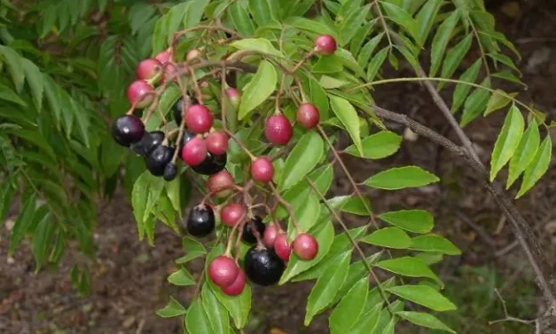 These 15 common plants can be grown in Kerala’s courtyards for medicine and edible purposes