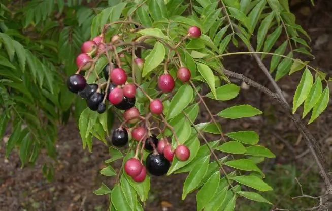 Curry leaves remedies