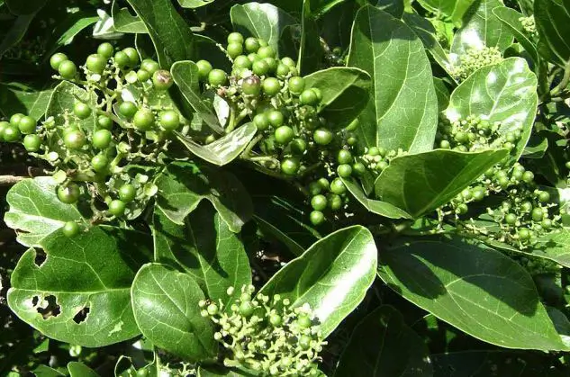 Munja Premna serratifolia