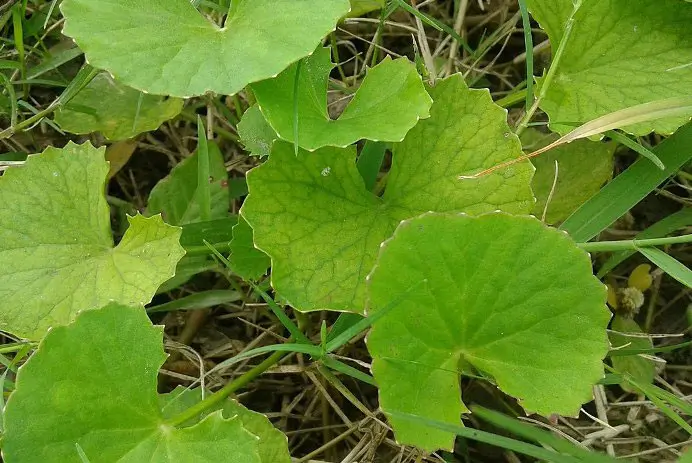 Common Medicinal and Edible Plants grown in Kerala’s courtyards