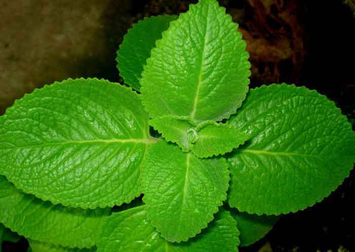 These common plants can be grown in Kerala’s courtyards for medicine and edible purposes