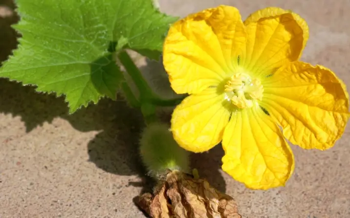 ash gourd flower
