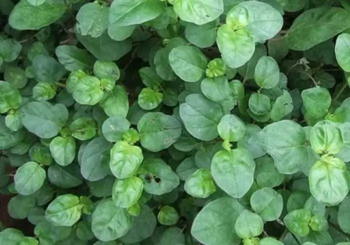 thazhuthama leaves