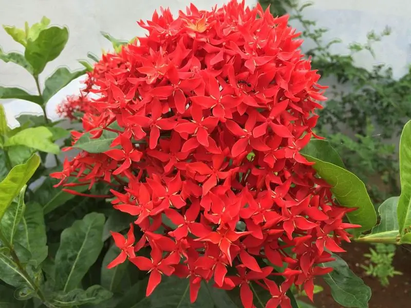 Medicinal benefits of local Kerala flowers 