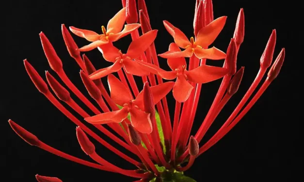 A few Ayurveda tips with Ixora flowers, hibiscus and aloe vera