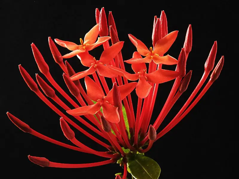 A few Ayurveda tips with Ixora flowers, hibiscus and aloe vera