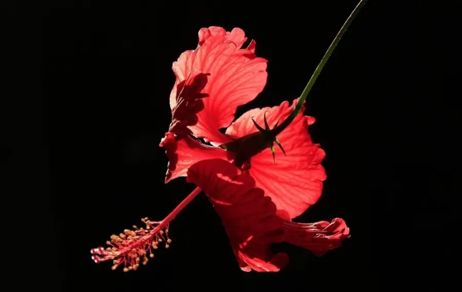 Ayurveda tips with hibiscus
