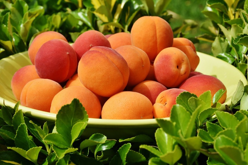 apricot health facts