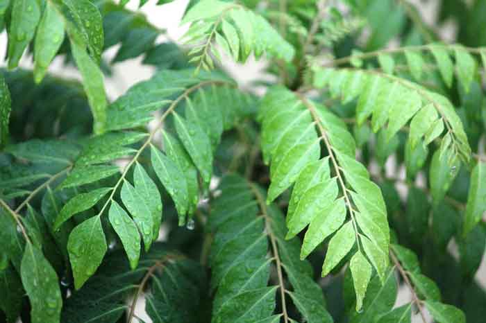 Curry Leaves – A single leaf and thousands of health benefits