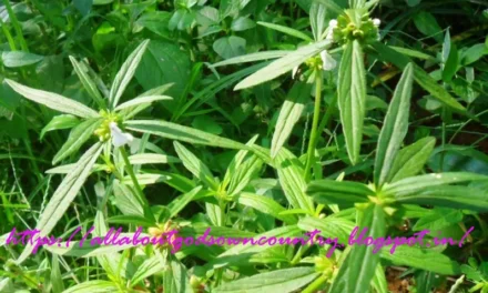 Natural Remedies for Headache