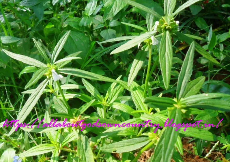 Natural Remedies for Headache