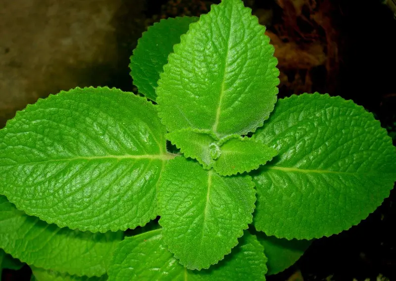 Mexican mint (panikoorkka)