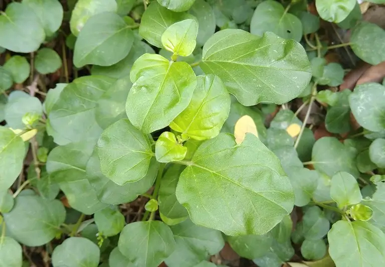 thazhuthama leaves - Ayurvedic solutions for digestion problems from the Kitchen and the Backyard