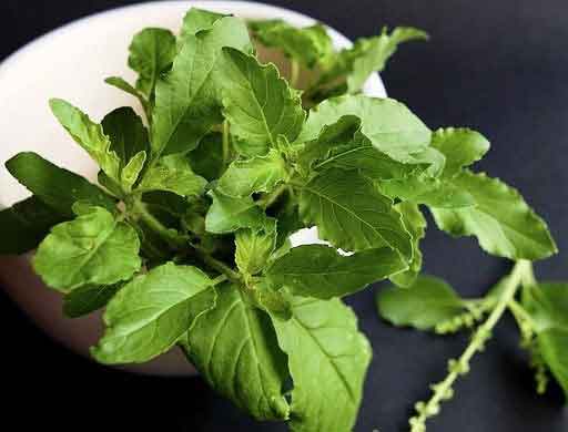 thulasi leaves