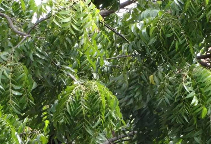 neem leaves