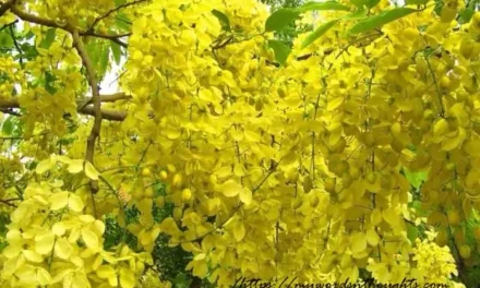 10+ Terms Related to Vishu – Kerala’s New Year Festival