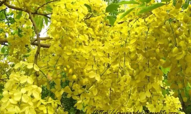 What’s the Significance of Kani Konna During Vishu Season?