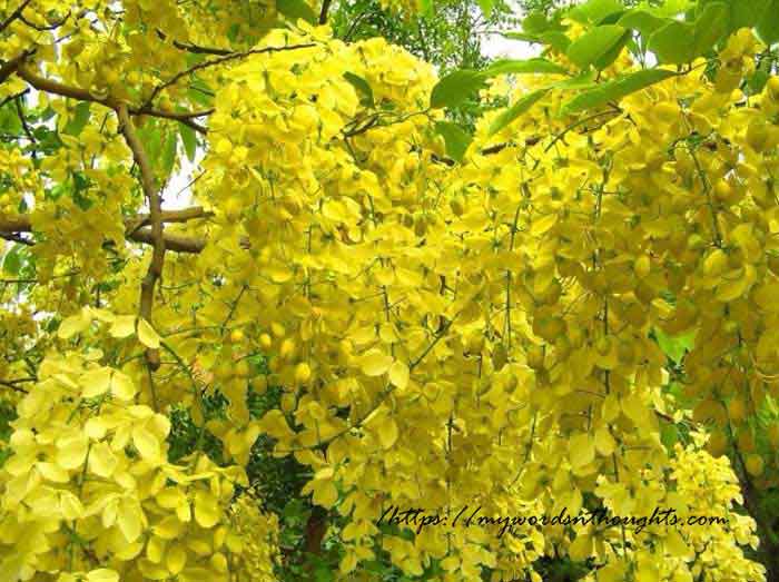 What’s the significance of Kani Konna during Vishu season?