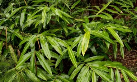 6 Local Medicinal Leaves for Instant Relief from Breathing Issues