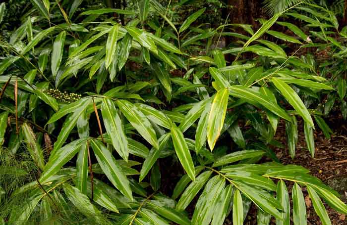 Leaves of these local plants can give you quick relief from breathing issues