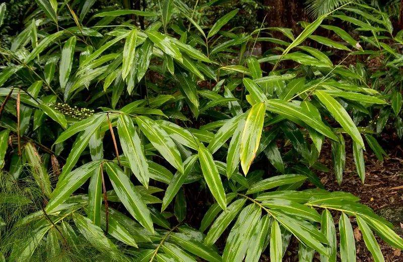 6 Local Medicinal Leaves for Instant Relief from Breathing Issues