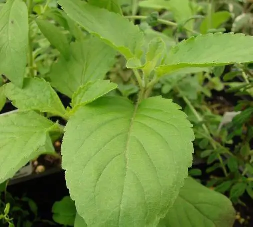 holy basil