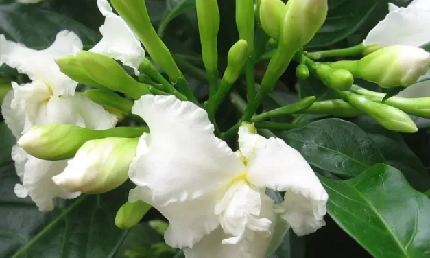 Know the Special Healing Effects of 10 Medicinal Plants