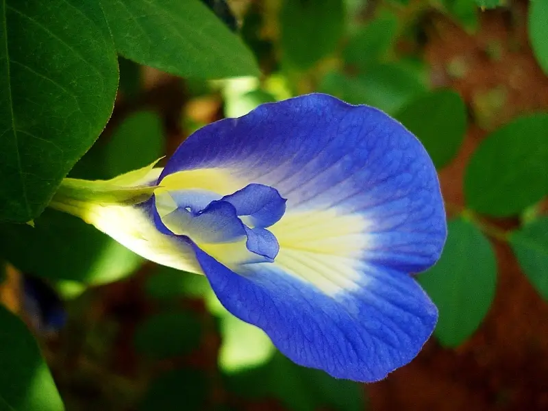 aparajita flower
