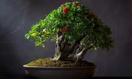 Bonsai – How to create and care