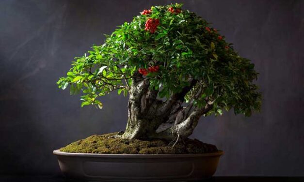 Bonsai – How to create and care