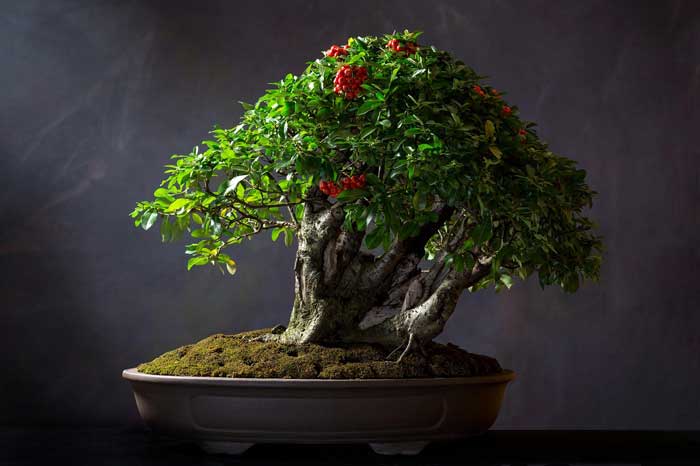 Bonsai – How to create and care