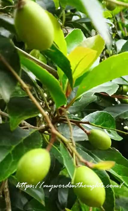 karakka fruit