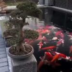 Koi Pond for Your Home. Create a Peaceful Oasis
