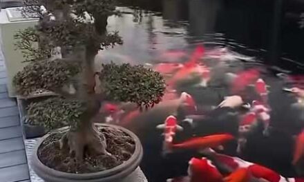 Koi Pond for Your Home. Create a Peaceful Oasis