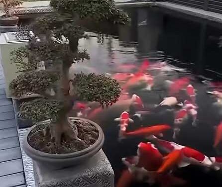 Koi Pond for Your Home. Create a Peaceful Oasis
