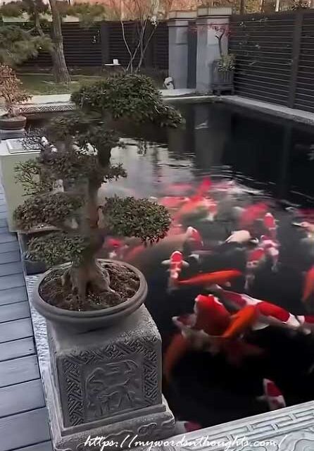 Koi Pond for Your Home. Create a Peaceful Oasis